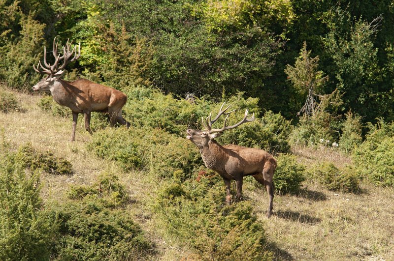 Un''arena molto contesa